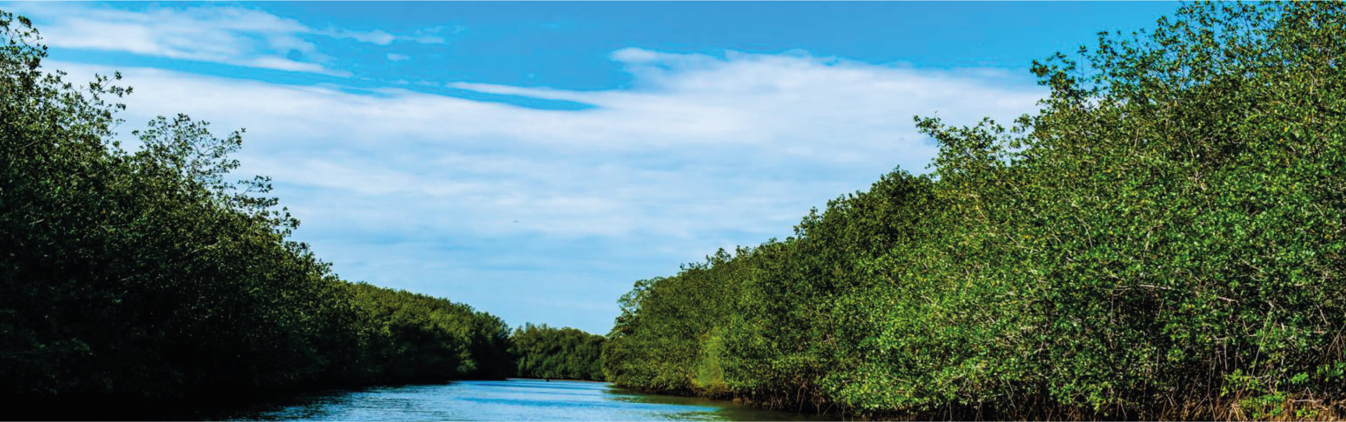 Santuario de los manglares de Tumbes.